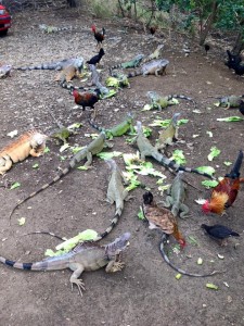 iguanas