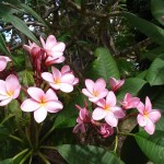 frangipani_pink
