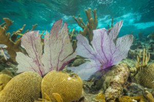 National Geographic photo at Buck Island